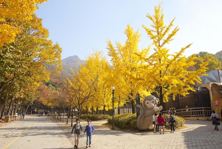 Những địa điểm ngắm lá vàng tuyệt đẹp ở Seoul - Hàn Quốc
