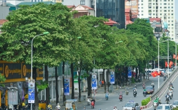 Hà Nội: Đề xuất di dời 80 cây hoa sữa vì mùi hương nồng nặc