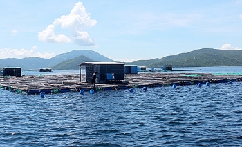 Tảo độc xuất hiện dày đặc trên vịnh Vân Phong