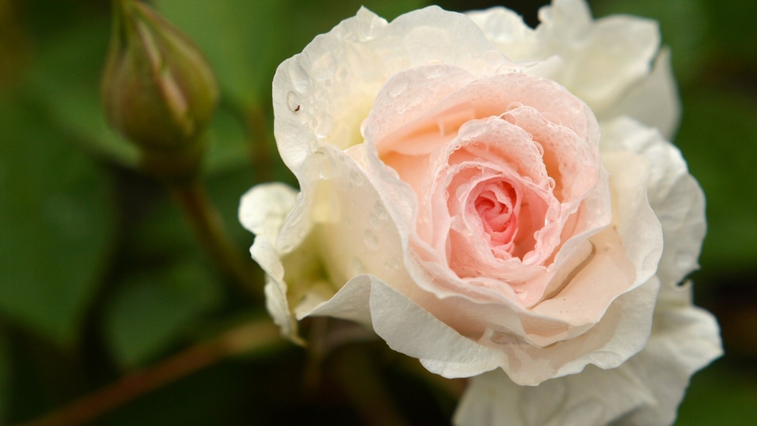 Tử vi thứ Sáu ngày 16/11/2018 của 12 cung hoàng đạo tu-vi-thu-sau-ngay-16112018-cua-12-cung-hoang-dao-1