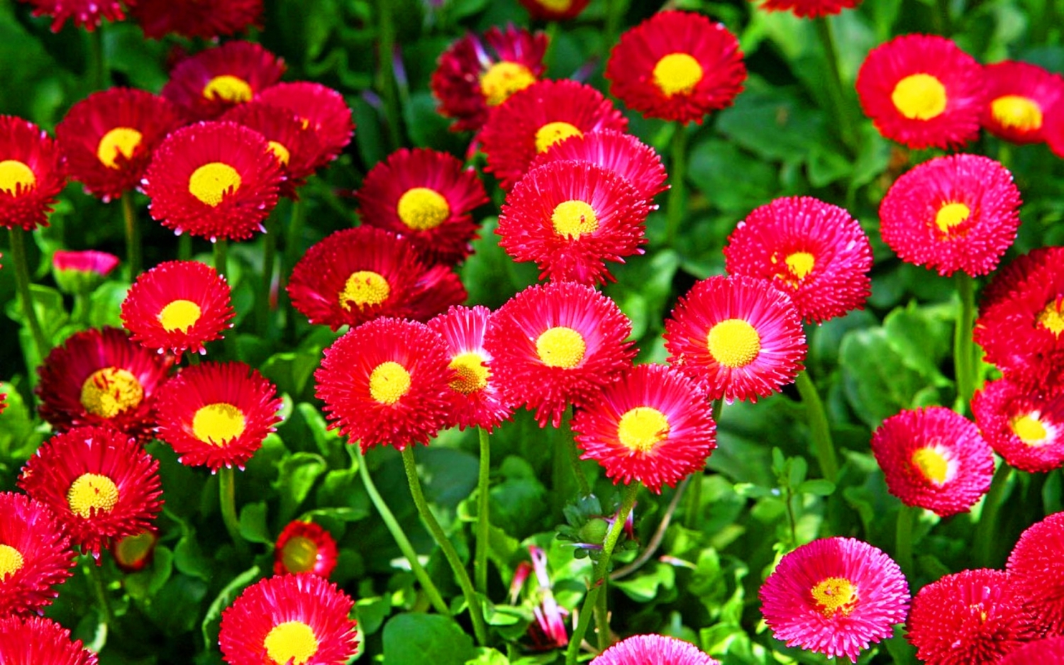 Tử vi tuần mới 15/3   21/3 của 12 cung hoàng đạo: Xử Nữ hãy lạc quan