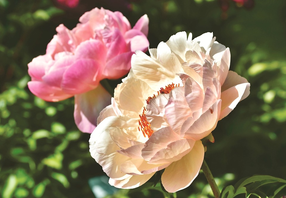 Tử vi tuần mới 19/7   25/7 của 12 cung hoàng đạo: Kim Ngưu tài chính khởi sắc