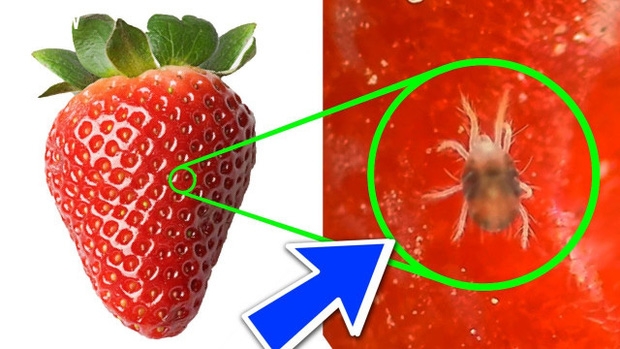 Bất ngờ với những sự thật thú vị về đồ ăn