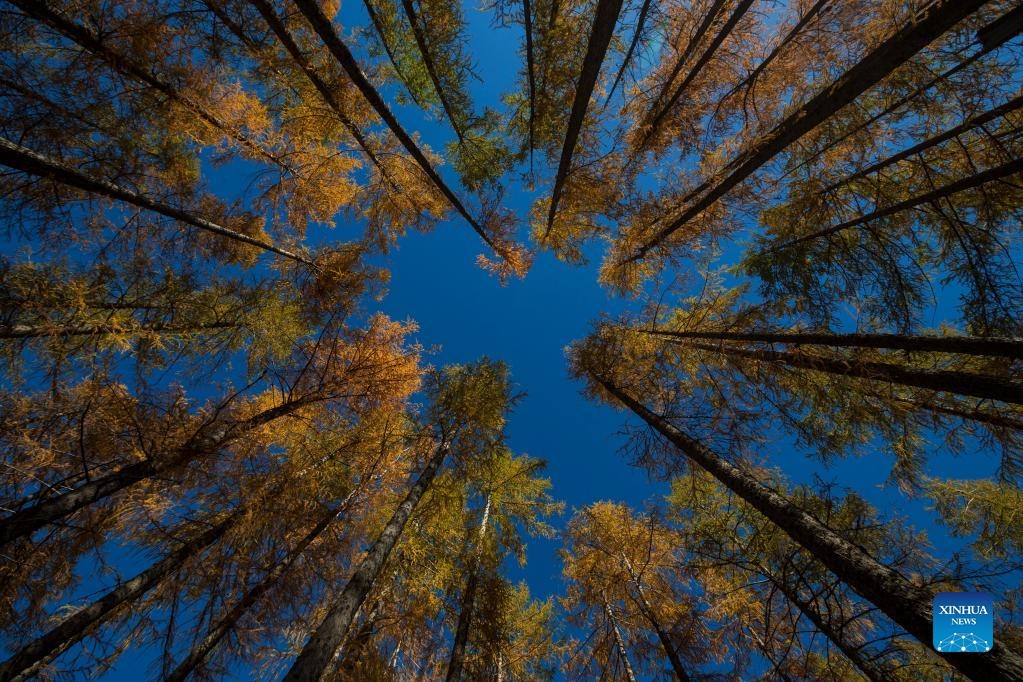 Lạc giữa sắc lá vàng của mùa thu nước Bỉ