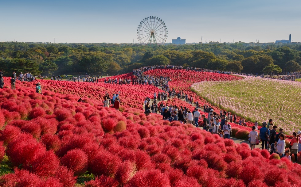 Mướt mắt những đồi cỏ Kochia rực rỡ ở Nhật Bản