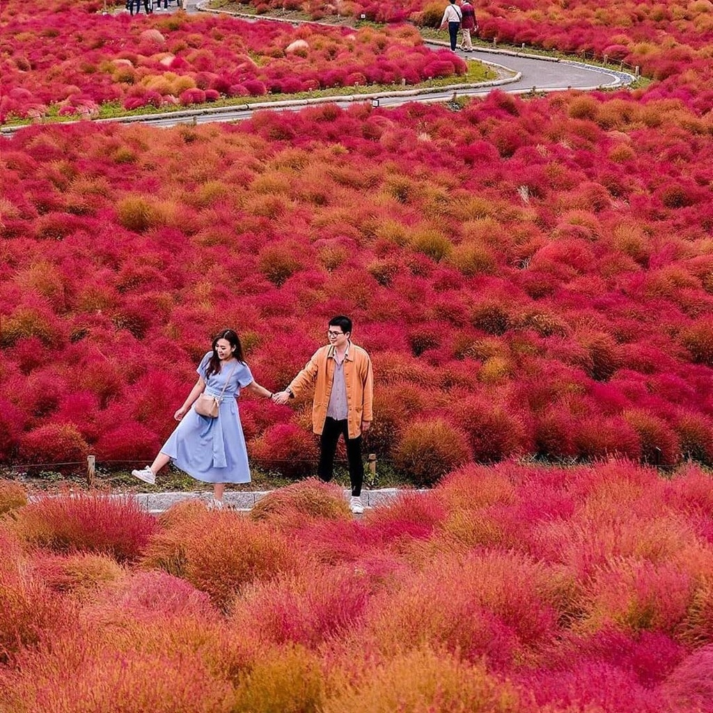 Mướt mắt những đồi cỏ Kochia rực rỡ ở Nhật Bản