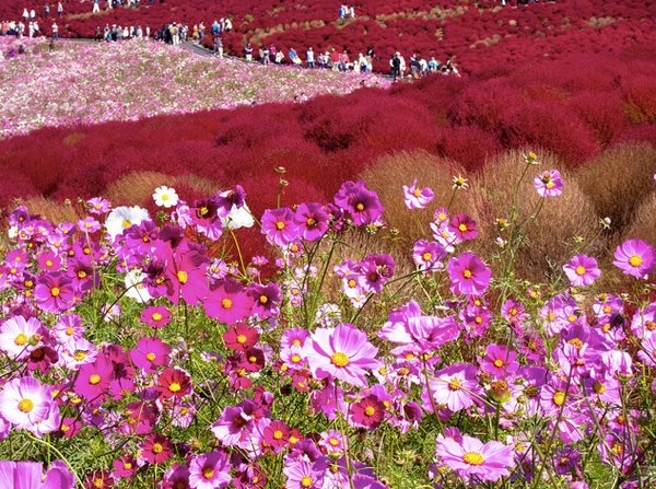 Mướt mắt trước những đồi cỏ Kochia rực rỡ ở Nhật Bản Mướt mắt những đồi cỏ Kochia rực rỡ ở Nhật Bản