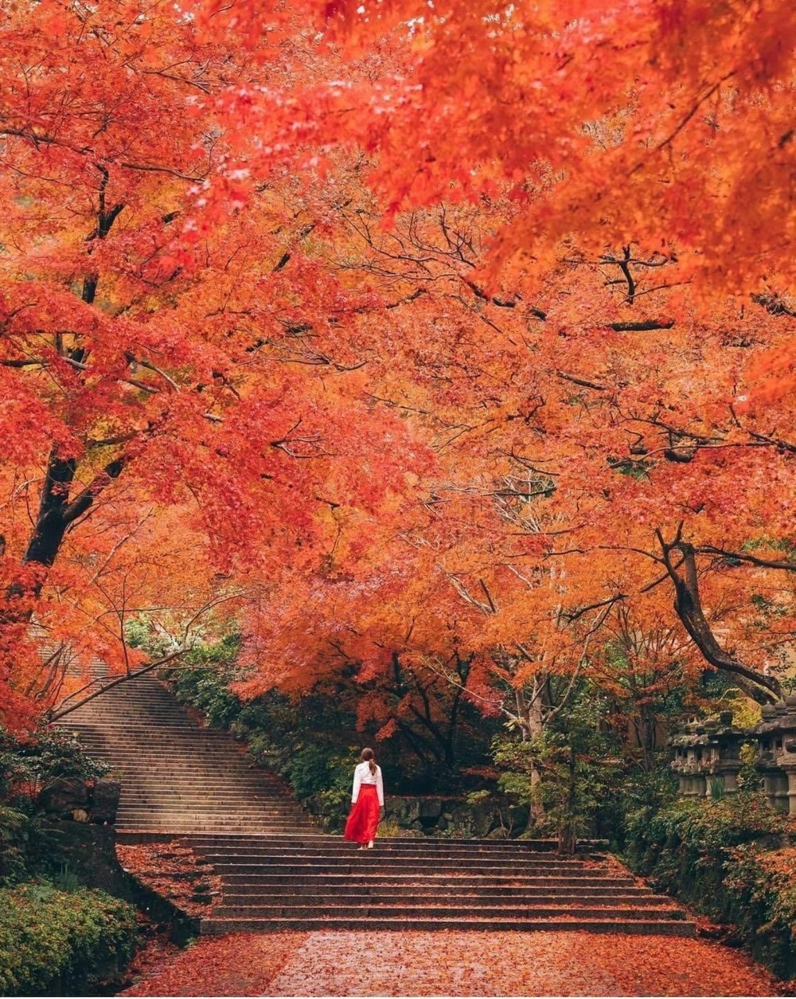 Tận hưởng cảnh sắc mùa thu dịu dàng, quyến rũ Tận hưởng cảnh sắc mùa thu dịu dàng, quyến rũ