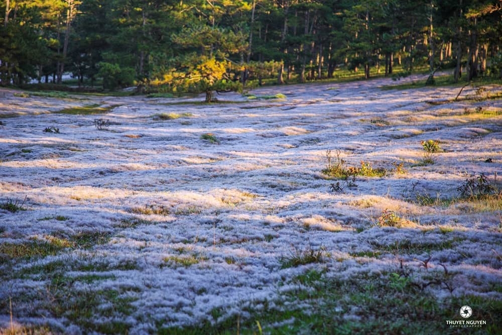 Đồi cỏ hồng - Địa điểm không thể bỏ qua nếu tới Đà Lạt dịp cuối năm Đồi cỏ hồng - Địa điểm không thể bỏ qua nếu tới Đà Lạt dịp cuối năm