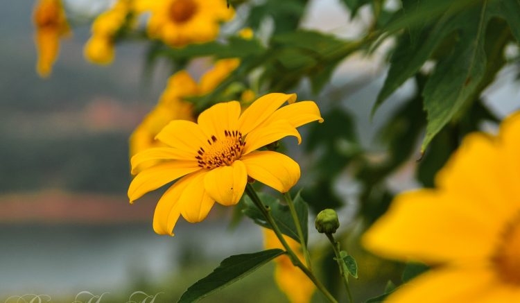 Rực rỡ sắc vàng hoa dã quỳ trên các cung đường Điện Biên Rực rỡ sắc vàng hoa dã quỳ trên các cung đường Điện Biên