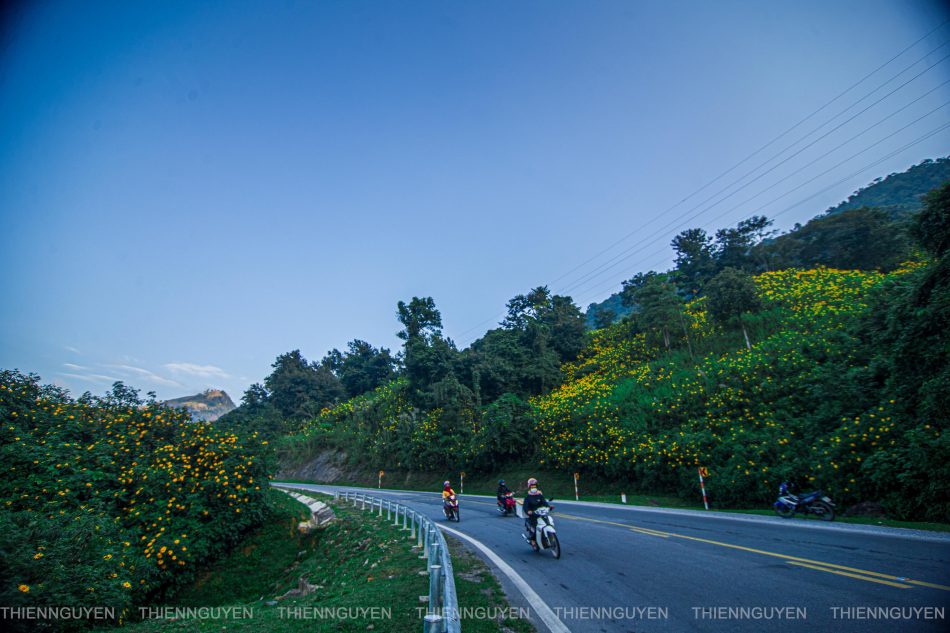 Rực rỡ sắc vàng hoa dã quỳ trên các cung đường Điện Biên Rực rỡ sắc vàng hoa dã quỳ trên các cung đường Điện Biên