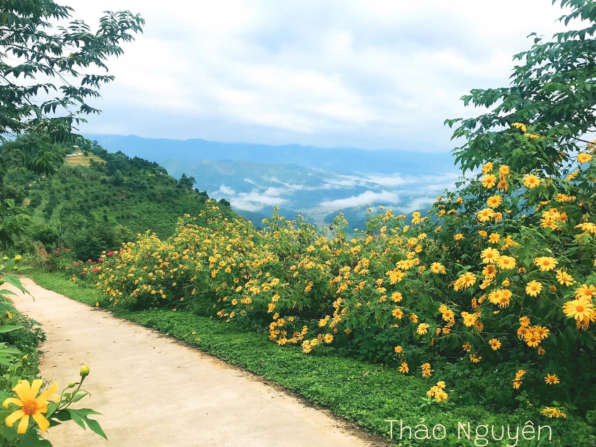 Rực rỡ sắc vàng hoa dã quỳ trên các cung đường Điện Biên Rực rỡ sắc vàng hoa dã quỳ trên các cung đường Điện Biên