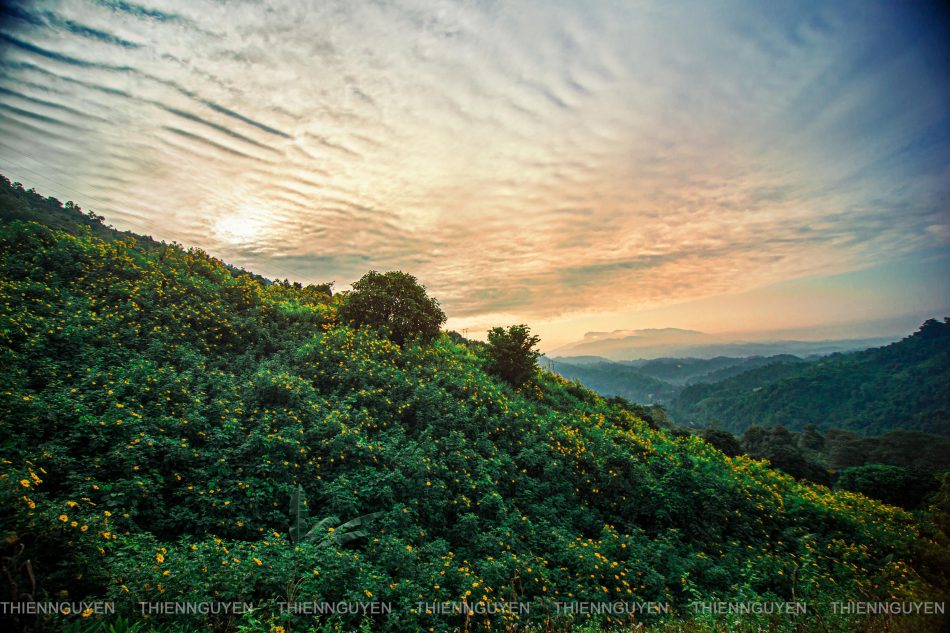 Rực rỡ sắc vàng hoa dã quỳ trên các cung đường Điện Biên Rực rỡ sắc vàng hoa dã quỳ trên các cung đường Điện Biên
