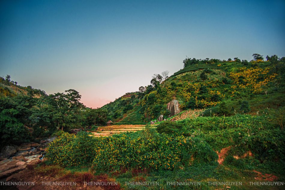 Rực rỡ sắc vàng hoa dã quỳ trên các cung đường Điện Biên Rực rỡ sắc vàng hoa dã quỳ trên các cung đường Điện Biên