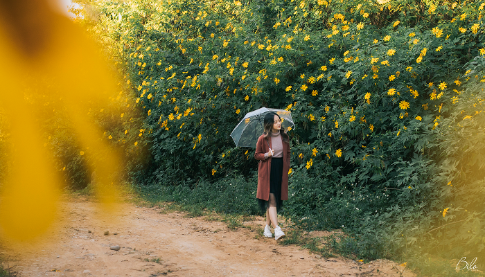 Rực rỡ sắc vàng hoa dã quỳ trên các cung đường Điện Biên Rực rỡ sắc vàng hoa dã quỳ trên các cung đường Điện Biên