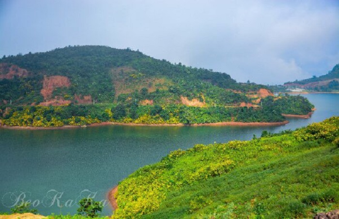 Rực rỡ sắc vàng hoa dã quỳ trên các cung đường Điện Biên Rực rỡ sắc vàng hoa dã quỳ trên các cung đường Điện Biên