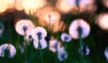 Tử vi thứ Sáu ngày 6/11/2020 của 12 cung hoàng đạo