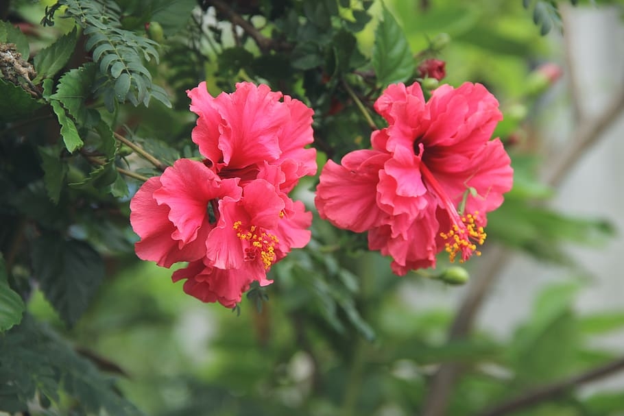 tu vi thu nam ngay 5122019 cua 12 cung hoang dao
