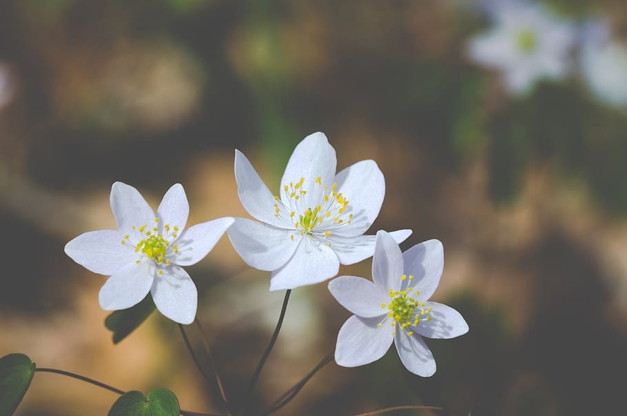 tu vi thu nam ngay 5122019 cua 12 cung hoang dao