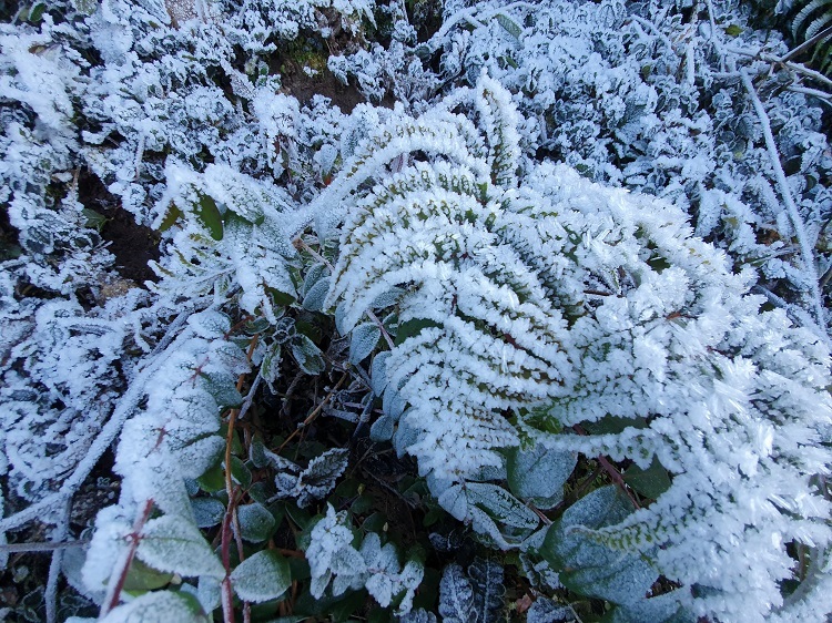 Nhiều tỉnh miền núi xuất hiện băng giá nhieu tinh mien nui xuat hien bang gia