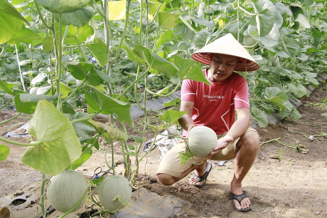 Bỏ phố thị về núi trồng dưa lưới, chàng kỹ sư thành công nhờ lối đi riêng - 7