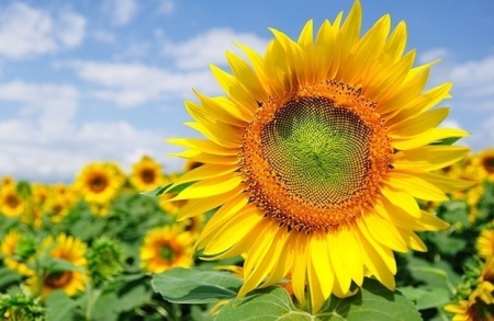 Tử vi ngày 5/7/2023 của 12 cung hoàng đạo: Bạch Dương sáng suốt, Xử Nữ buồn chán