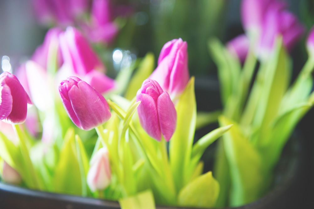 Tử vi năm 2021 của 12 cung hoàng đạo