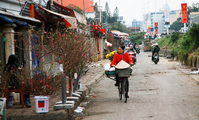 Đào, bưởi 