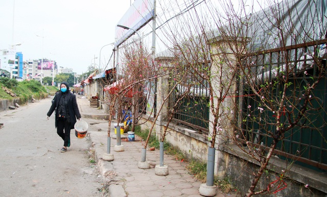 Đào, bưởi 