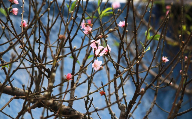 Đào, bưởi 