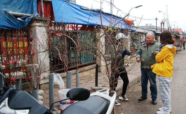 Đào, bưởi 
