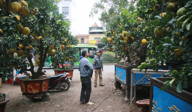 Đào, bưởi 