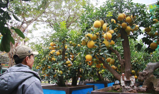 Đào, bưởi 