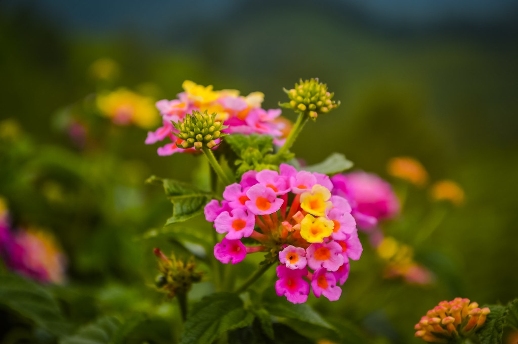 Tử vi ngày 17/12/2021 của 12 cung hoàng đạo: Kim Ngưu trách nhiệm, Song Ngư thiếu tập trung Tử vi ngày 17/12/2021 của 12 cung hoàng đạo: Kim Ngưu trách nhiệm, Song Ngư thiếu tập trung