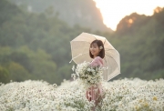 Phải lòng mùa cúc họa mi ở Thung Nham