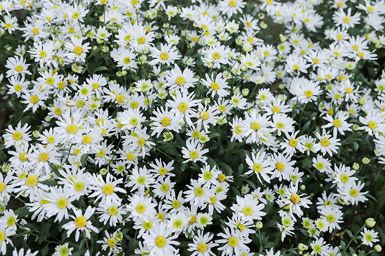 Phải lòng mùa cúc họa mi ở Thung Nham Phải lòng mùa cúc họa mi ở Thung Nham