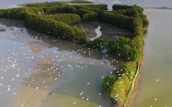 Hơn 200 loài có tên trong Sách Đỏ sinh sống ở đầm Thị Nại