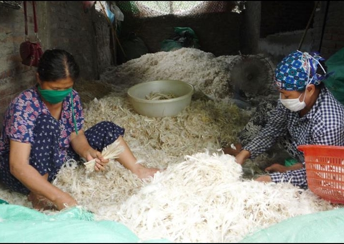 Khi lông gà, lông vịt thành mặt hàng xuất khẩu giá trị