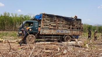 Thanh tra Kon Tum chuyển hồ sơ qua công an điều tra vụ bán đấu giá vườn cây cao su và điều