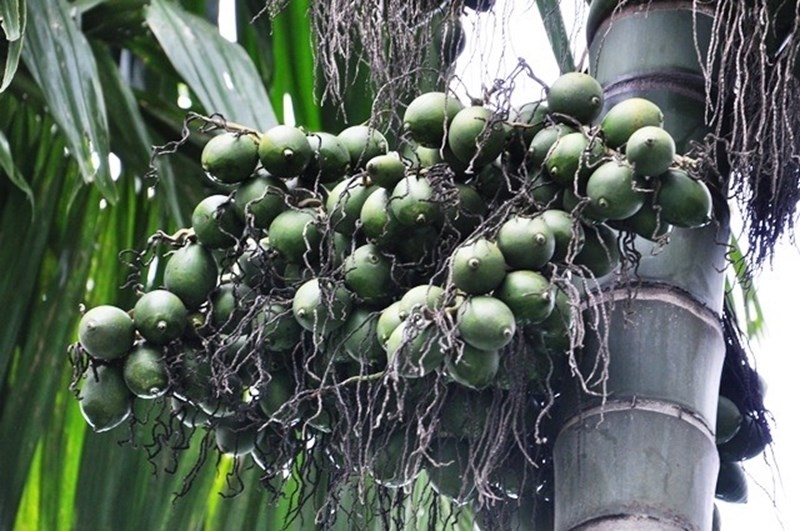 Người dân Bến Tre không nên ồ ạt mở rộng diện tích trồng cau