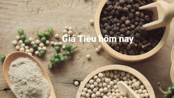 Giá tiêu hôm nay 25/7: Nối dài đà tăng