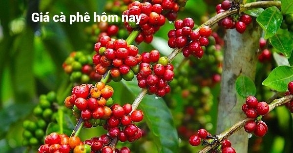 Giá cà phê hôm nay 27/7: Tiếp tục tăng