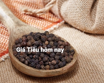 Giá tiêu hôm nay 28/7: Dao động trong khoảng 69.500 - 73.000 đồng/kg