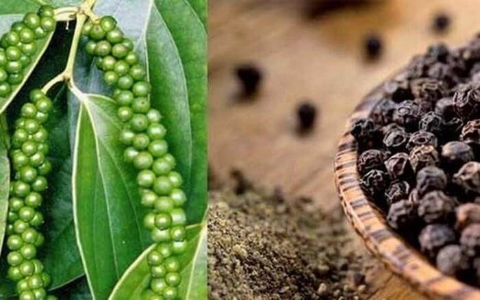 Giá tiêu hôm nay 29/7: Thị trường trong nước duy trì ổn định