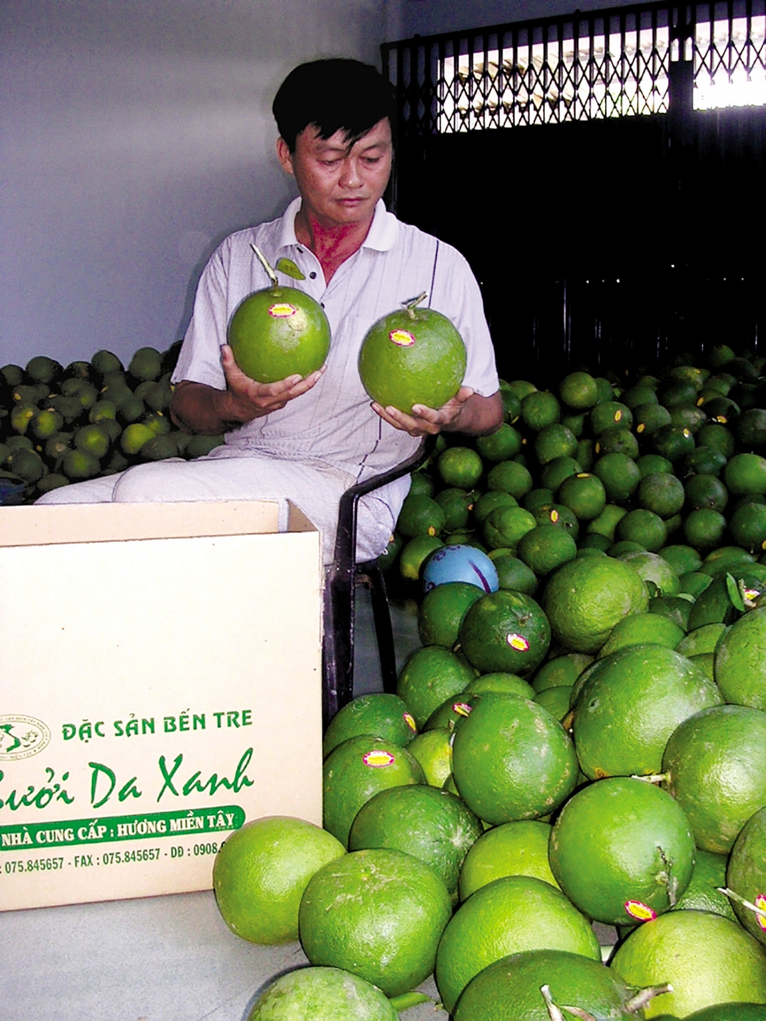 Bến Tre: Tự tin hướng đến những thị trường triển vọng cho trái bưởi da xanh