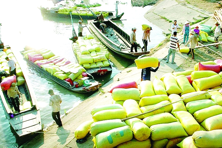 khan truong thu mua lua gao chi la giai phap tinh the