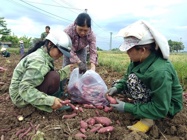dua nhau mo rong dien tich hang loat nong san dua nhau rot gia tham hai