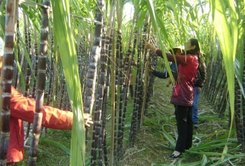 Doanh nghiệp đường lo “khó chồng khó”