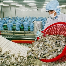 Xuất khẩu tôm đang dần lách qua “cửa hẹp”