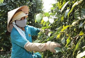 Không nên “sốt ruột” khi giá tiêu giảm mạnh?